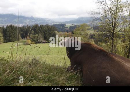 Vista dell'Illertal con mucca, Allgaeu Braunvieh Foto Stock