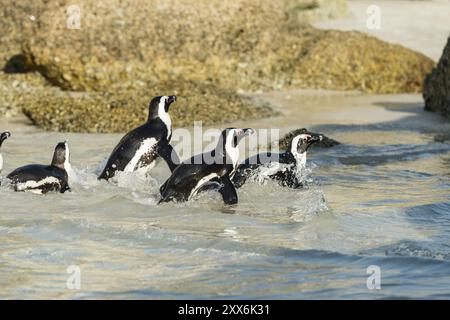 Boulders Beach Jackass colonia di pinguini, Simonstown in Sud Africa Foto Stock