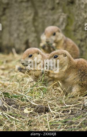 Gruppo di cani della prateria dalla coda nera Foto Stock