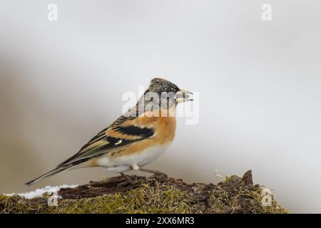 Mountain Finch maschio, Fringilla montifringilla, brambling, maschio Foto Stock