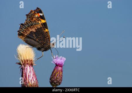 Piccola volpe Foto Stock