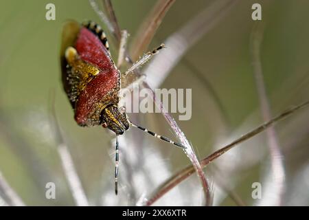 Insetto Berry Foto Stock