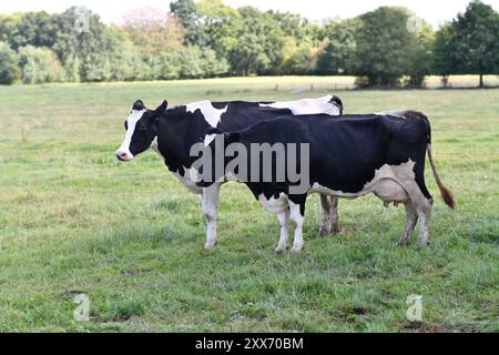 Allevamento di vacche Holstein. Mandria di mucche all'allevamento. Mandria di vacche da latte nel prato. Allevamento di mucche. Mucche bianche e nere sul campo erboso. Vacche Holstein. Foto Stock