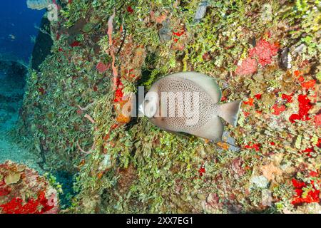 Honduras, Utila, relitto di Halliburton , pesce angelico grigio (Pomacanthus arcuatus) Foto Stock