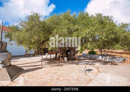 L'olivo più antico dell'isola di Zante. albero vecchio di 2000 anni Foto Stock