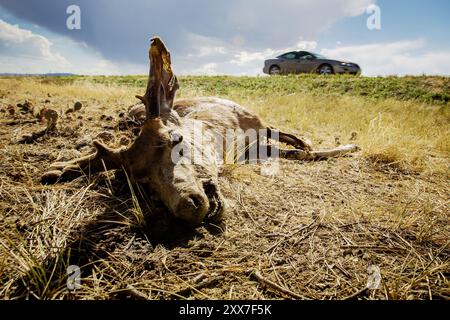 . Dag 5 av RAAM, Race Across America. Foto Stock