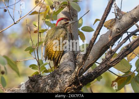 Fine-spotted Woodpecker, Wassadou, Senegal, marzo 2024 Foto Stock