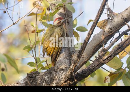 Fine-spotted Woodpecker, Wassadou, Senegal, marzo 2024 Foto Stock