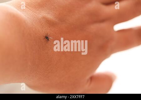 Nyamuk Demam Berdarah, Aedes aegepty, Dengue Fever Mosquito on Human Hand. Foto Stock