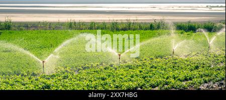 Irrigazione automatica a sprinkler nell'orto. Messa a fuoco selettiva e sfocatura del movimento Foto Stock