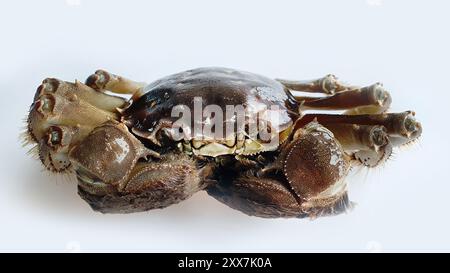 Granchio cinese di Shanghai Mitten o granchio peloso o granchio di cavallo, frigorifero freddo crudo, acqua dolce, specialità di pesce di stagione autunnale, primo piano isolato Foto Stock