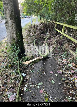 Foto scattata con il permesso del sito di social media X, precedentemente Twitter, pubblicata da Simon Crossley di un ramo caduto su un sentiero a Meanwood, Leeds mentre la tempesta Lilian colpisce il Regno Unito. Data foto: Venerdì 23 agosto 2024. Foto Stock