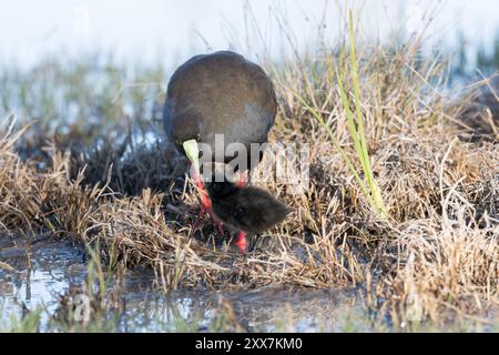 Un genitore di gallina nativa dalla coda nera che assiste coscienziosamente ad un solo schifo alla luce del sole del mattino tra le erbe paludose. Foto Stock