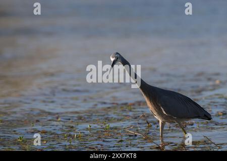 Un singolo Heron dalla faccia bianca, in modalità stealth, sta attraversando la palude intorno al lago Dunn ad Aramac, in Australia, alla ricerca di prede. Foto Stock