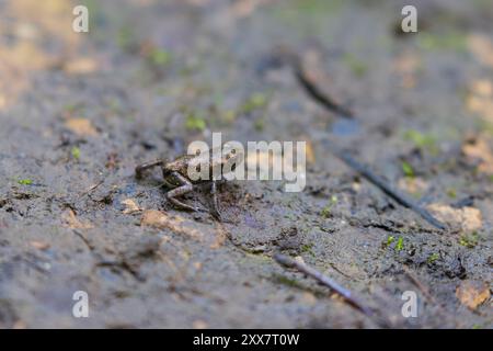 Tiny Toads on a Forest Floor, County Durham, Inghilterra, Regno Unito Foto Stock