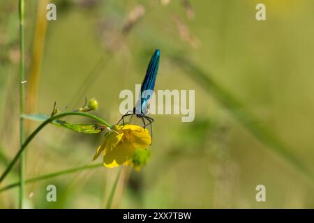 Demoiselle a banda adagiata su un fiore giallo, County Durham, Inghilterra, Regno Unito. Foto Stock