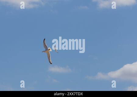 Gabbiano aringhe mobbato da un piccolo Tern. Contea di Durham, Inghilterra, Regno Unito. Foto Stock