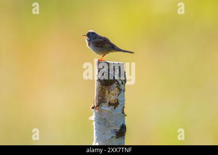 Whitethroat Bird si sedeva su un persico in una mattina d'estate. Contea di Durham, Inghilterra, Regno Unito. Foto Stock