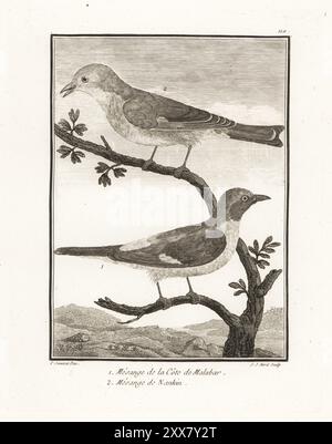 Piccolo minivet, Pericrocotus cinnamomeus peregrinus 1 e leiothrix a becco rosso, Leiothrix lutea 2. Mesange de la cote de Malabar 1, mesange de Nankin. Incisione su lastra di J. J. Avril dopo un'illustrazione di Pierre Sonnerat dal suo Voyage aux Indes Orientales et à la Chine (viaggio nelle Indie Orientali e Cina, Dentu, Parigi, 1806. Foto Stock