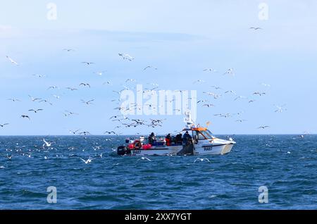 una varietà di specie di gabbiano si radunano intorno a una barca da pesca a granchio desiderosa di strappare eventuali scarti che possono essere gettati in mare o catture accessorie. poll Foto Stock