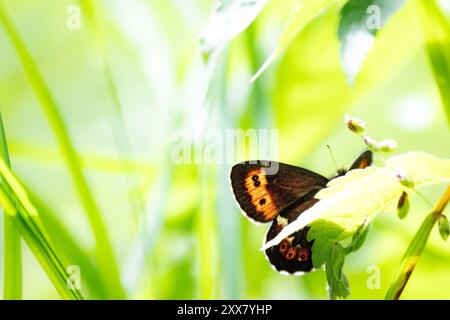 Arran Brown in ambiente naturale, Erebia ligea Foto Stock