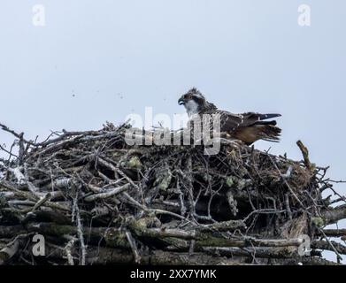 Falco pescatore giovane ancora sul grande nido di un'isola in Scozia pronta a muoversi e migrare Foto Stock