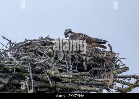 Falco pescatore giovane ancora sul grande nido di un'isola in Scozia pronta a muoversi e migrare Foto Stock