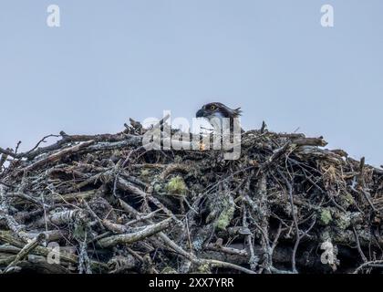 Falco pescatore giovane ancora sul grande nido di un'isola in Scozia pronta a muoversi e migrare Foto Stock