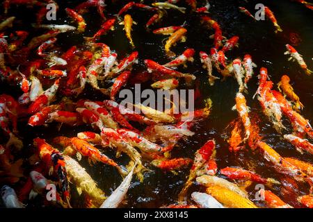 Gruppo di carpe Koi pesci galleggianti nello stagno artificiale Foto Stock