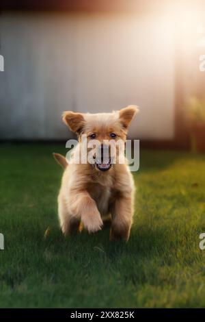 Correre il cucciolo Golden retriever sotto la luce dorata Foto Stock