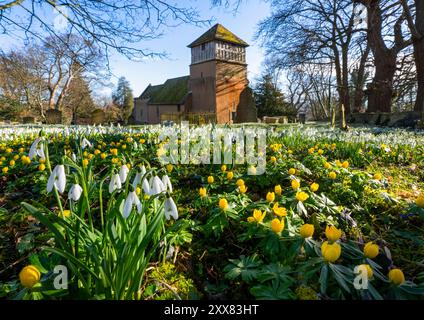 Gocce di neve e aconiti invernali nel cimitero di St James a Shipton, Shropshire. Foto Stock