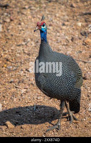 Foto ravvicinata di un Guineafowl selvaggio con casco in Namibia, Africa Foto Stock