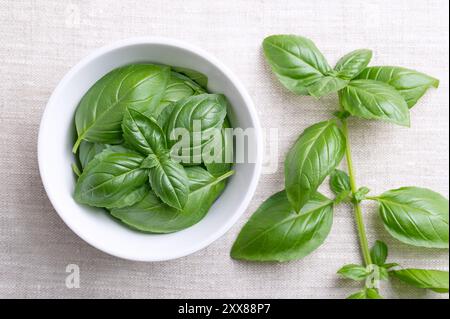 Foglie di basilico dolce in una ciotola di legno su tessuto di lino con il ramo intero sulla destra. Basilico fresco grande o genovese, Ocimum basilicum. Foto Stock