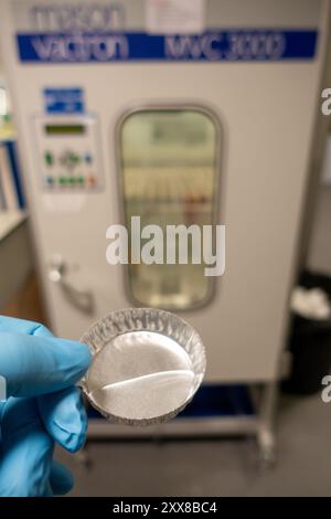 Ufficiale legale che colloca la supercolla o cianoacrilato in un armadietto a fumi di supercolla per il miglioramento delle impronte digitali per il crimine Foto Stock