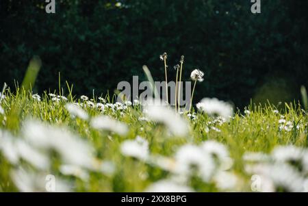 Una vista ravvicinata e dall'angolo basso dei leoni Taraxacum officinale e delle margherite Bellis perennis in un campo erboso illuminato dal sole, catturando la serena bellezza della natura in primavera. Foto Stock