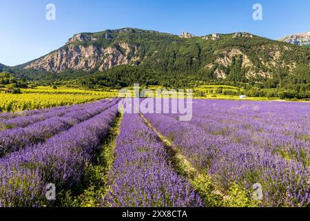 Francia, Drôme, Drôme provenzale, Châtillon-en-Diois, vista da le chemin des cabanons de vigne su un terreno lavanda Foto Stock