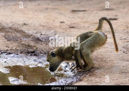 Kenya, parco nazionale dello Tsavo Est, babbuino giallo (Papio hamadryas cynocephalus), bevendo in una pozzanghera Foto Stock