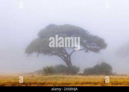 Kenya, parco nazionale di Amboseli, albero di acacia nella nebbia la mattina presto Foto Stock