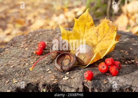 Foglie d'albero cadute, ghiande e frutti di bosco giacevano sul ceppo. Natura morta autunnale Foto Stock