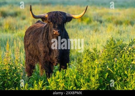 Francia, somme, Baie de somme, Noyelles-sur-mer, bestiame scozzese delle Highland al pascolo Foto Stock