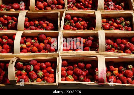 Stagione ceca delle fragole. Fragole rosse mature vendute in cesti di legno a Brno, Repubblica Ceca. Foto Stock