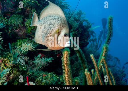 Honduras, Utila, pesce angelico grigio (Pomacanthus arcuatus) Foto Stock