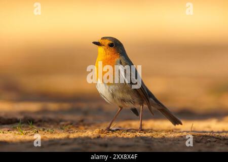 Spagna, Castilla, Penalajo, Red Partridge (Alectoris rufa), sul terreno Foto Stock