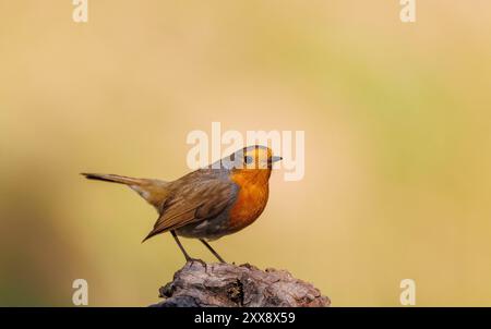 Spagna, Castilla, Penalajo, Red Partridge (Alectoris rufa), sul terreno Foto Stock