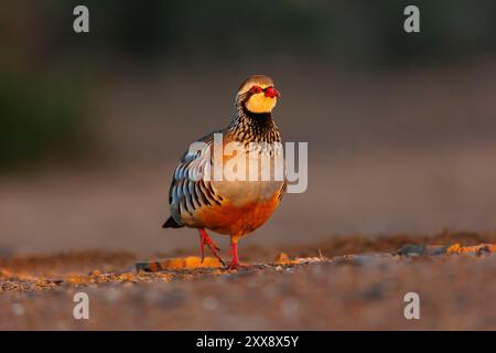 Spagna, Castilla, Penalajo, Red Partridge (Alectoris rufa), sul terreno Foto Stock