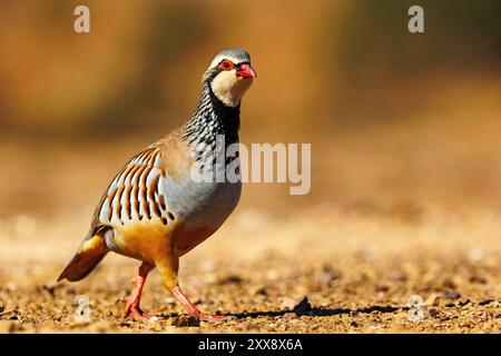 Spagna, Castilla, Penalajo, Red Partridge (Alectoris rufa), sul terreno Foto Stock