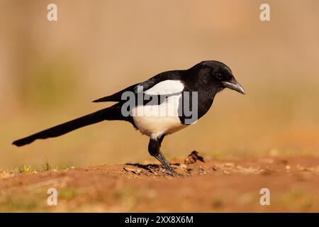 Spagna, Castilla, Penalajo, European Magpie (Pica pica), sul terreno Foto Stock