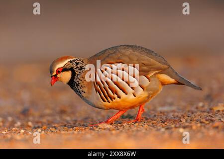 Spagna, Castilla, Penalajo, Red Partridge (Alectoris rufa), sul terreno Foto Stock