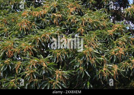 La castagna dolce (Castanea sativa) fiorisce nei Giardini Botanici Kew a Londra nel Regno Unito. Foto Stock