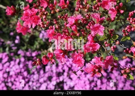 Azalea rosa in fiore in un giardino privato della Corea del Sud. Fiori primaverili. Foto Stock